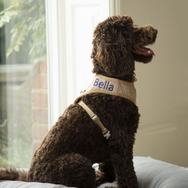 Personalised Tweed Dog Harness - Models