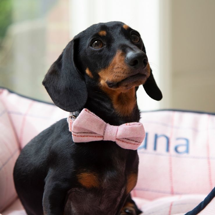 Personalised Dog Bow Tie - Model